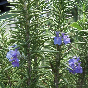 Salvia rosmarinus 'Tuscan Blue'  - Rosemary